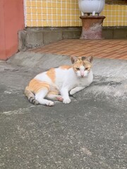 a stray cat is sitting on the front porch of his house, looking comfortable and relaxed
