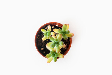 Green houseplant in a pot isolated on white
