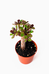 Green houseplant in a pot isolated on white