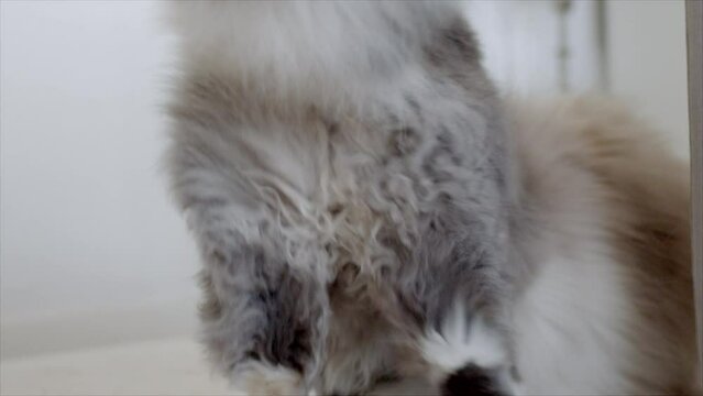 Flauschige Katzen spielen miteinander 