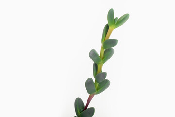 Twig with green leaves isolated on white