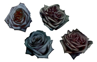 watercolor black roses. realistic roses. set of illustrations