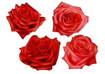Watercolor red roses. delicate realistic roses. Set of illustrations