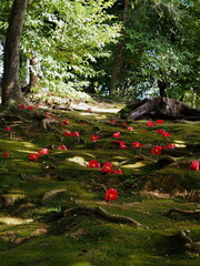  苔の上に落ちた椿の花たち