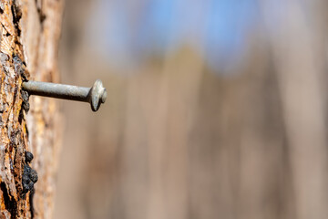 Nail close-up in the trunk of a tree.