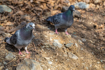 Two pigeons are sitting on the ground among the leaves.