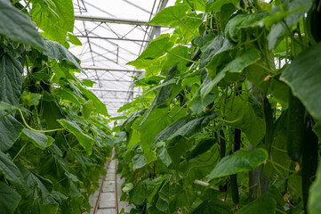 Young green cucumbers vegetables hanging on lianas of cucumber plants in green house