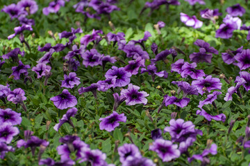 Cultivation of different summer bedding plants, begonia, petunia, young, flowering plants,...