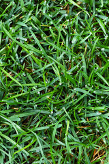 Close up of green lawn with drops of water dew. Top view, Selective focus.