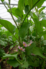 Dutch organic greenhouse farm with rows of eggplants plants with ripe violet vegetables and purple...