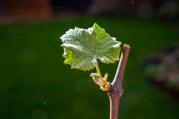 Wine grape cutting with young leaves for propagation of grape plants in garden or vineyard