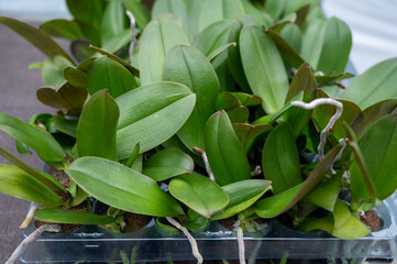 Cultivation of colorful tropical flowering plants orchid family Orchidaceae in Dutch greenhouse for trade and worldwide export