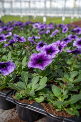 Cultivation of different summer bedding plants, begonia, petunia, young, flowering plants, decorative or ornamental garden plants growing in Dutch greenhouse