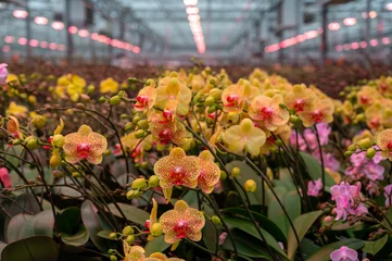 Rolgordijnen Cultivation of colorful tropical flowering plants orchid family Orchidaceae in Dutch greenhouse with UV IR Grow Light for trade and worldwide export © barmalini