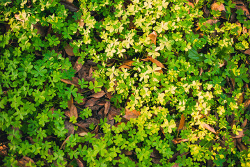 Looking down on green clover studded with dew, dry oak leaves scattered over it.