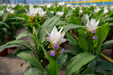 Fototapeta premium Turmeric, Curcuma longa flowering plant of ginger&nbsp;family, decorative or ornamental flower growing in Dutch greenhouse