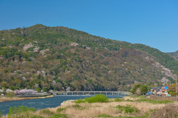 Fototapeta premium Cherry Blossoms in Full Bloom in Arashiyama Kyoto