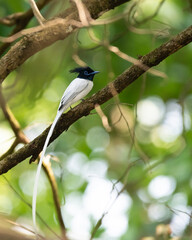 Indian Paradise Flycatcher in Nepal