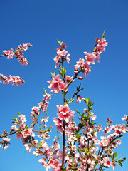 Fiori rosa di pesco selvatico con cielo  limpido azzurro