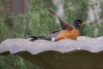 American robin bathing in bird bath. 