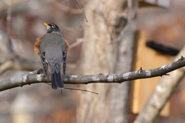 American robing perched in a tree. 