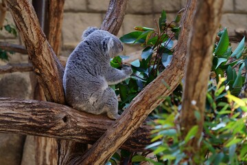 木の上でユーカリを食べるコアラ