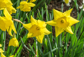 Bellevue Park Early Spring Daffodils 5