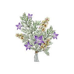Summer bouquet of bluebell flower, mullein  and carved green leaf.  Watercolor illustrations.
