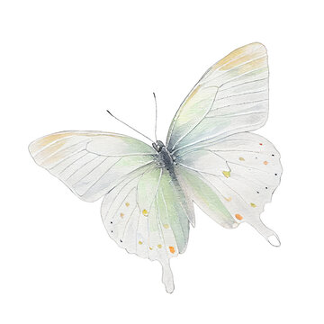 White  buterfly. Watercolor with transparent background. Generative AI
