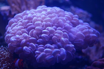 Fototapeta na wymiar Balloon coral in a fish tank