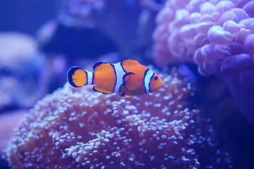 A single orange-and-white nemo swims on the coral reef.