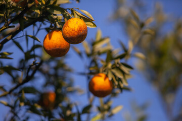 The green tangerines trees with ripe orange fruit on citrus plantation in Thailand.. Selective focus