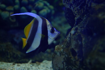 Fototapeta na wymiar black and white striped butterfly fish