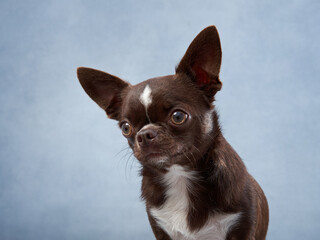 chihuahua on a blue background. Portrait of a beautiful chocolate dog in the studio. Funny pet