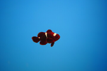 Red nemo with white stripes on a blue background