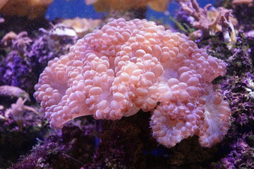 Balloon coral in a fish tank