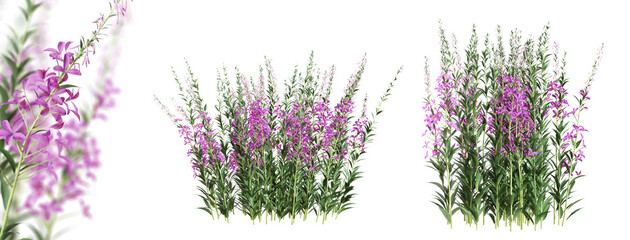 Fireweed (Epilobium Angustifolium) plant with purple flowers isolated on transparent background. 3D render. - 589202531