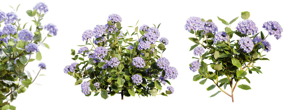 Hydrangea bushes in blossom isolated on transparent background. 3D render.