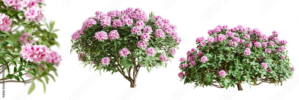 Poster rhododendron bushes in blossom isolated on transparent background. 3d render.