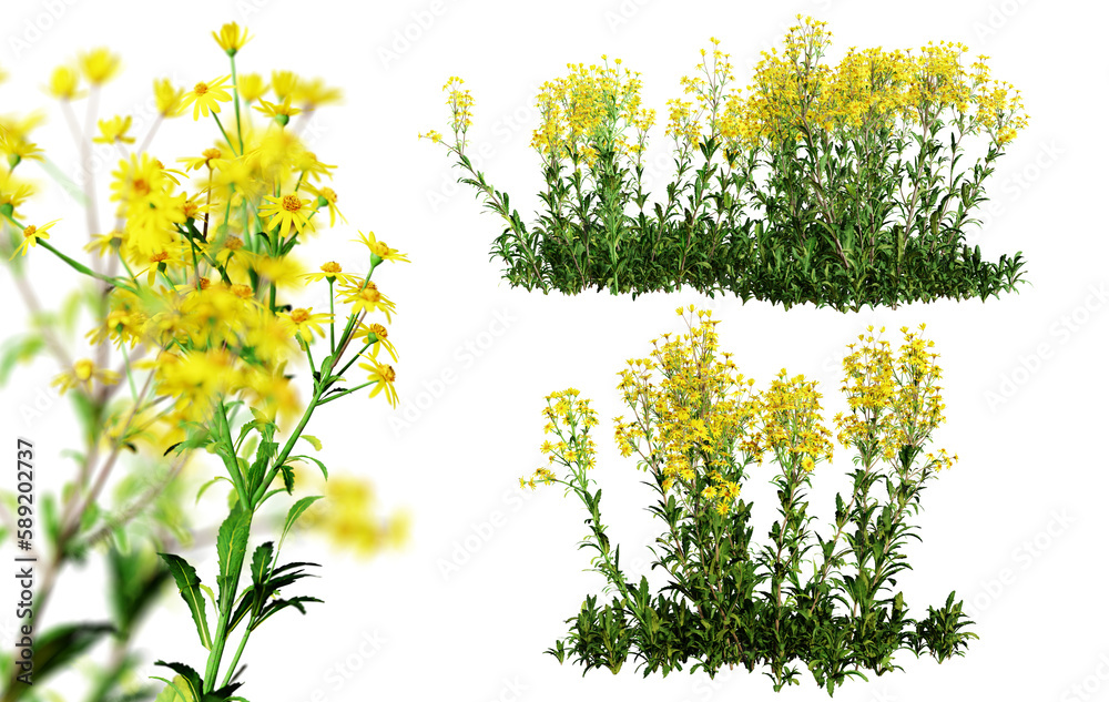 Poster senecio jacobaea flowers in blossom isolated on transparent background. 3d render.