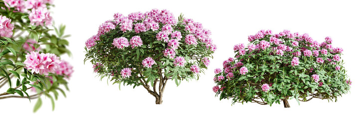 Rhododendron bushes in blossom isolated on transparent background. 3D render. - 589202703