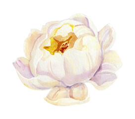 Watercolor white wedding peoniy flower DIY individual element. Hand painted realistic botanical illustration isolated on white background for cards, invitations and posters