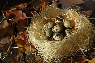 Easter eggs in the nest on rustic natural background of dried leaves. Quail eggs. Easter symbol. Festive decoration.