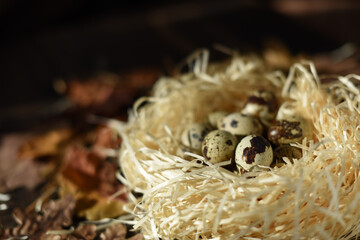 Easter eggs in the nest on rustic natural background of dried leaves. Quail eggs. Easter symbol. Festive decoration.