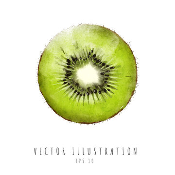 Kiwi cross section watercolor painting isolated on white background. Vector illustration