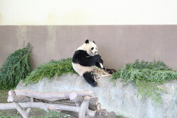 panda eating bamboo