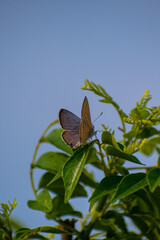 butterfly on a flower