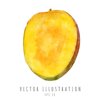 Mango cross section watercolor painting isolated on white background. Vector illustration