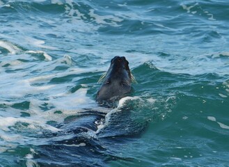 Un phoque qui pêche en mer en Bretagne