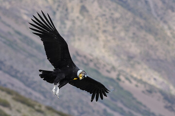 Condor al vuelo
